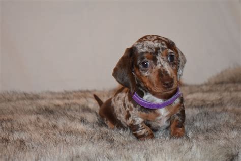 cedar grove dachshunds <samp> We will just have to wait and see</samp>